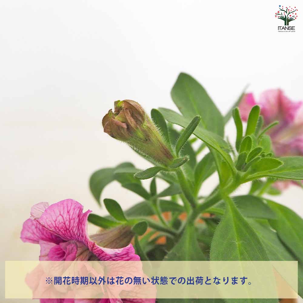 ペチュニア エクラン プラムピンク 【花苗 3号】｜ 【植物の