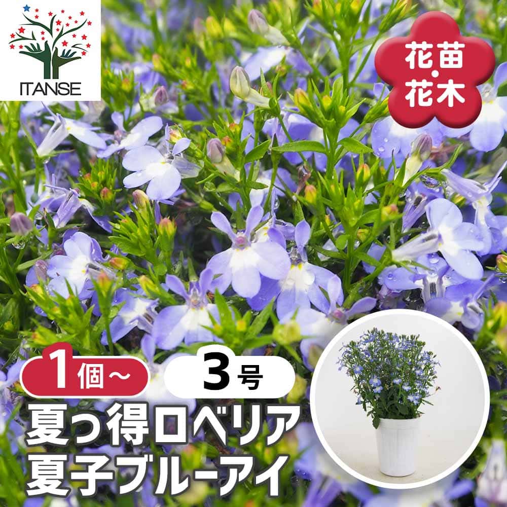 夏っ得ロベリア 夏子ブルーアイ 【花苗 3号】｜ 【植物のITANSE