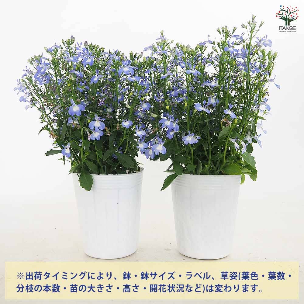 夏っ得ロベリア 夏子ブルーアイ 【花苗 3号】｜ 【植物のITANSE