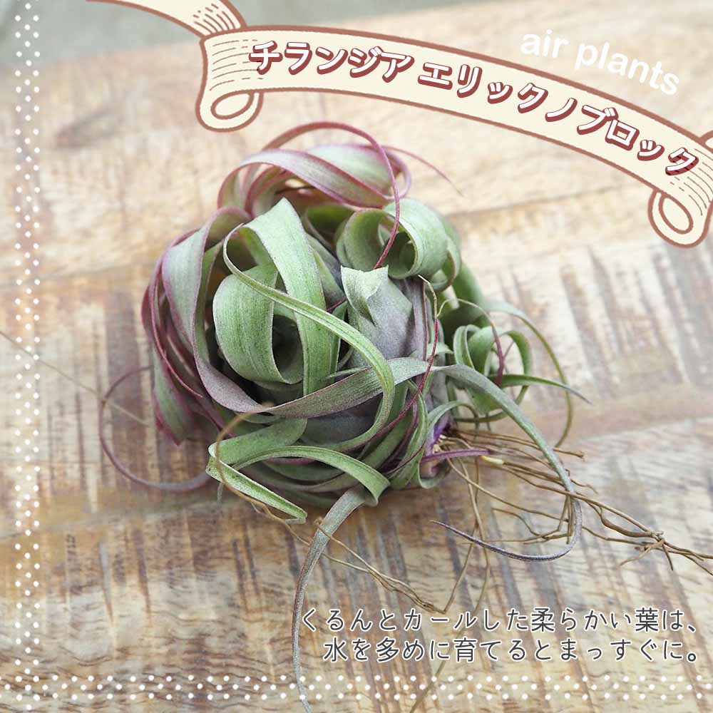 チランジア エリックノブロック 【エアプランツ ／1個売り】｜ 【植物