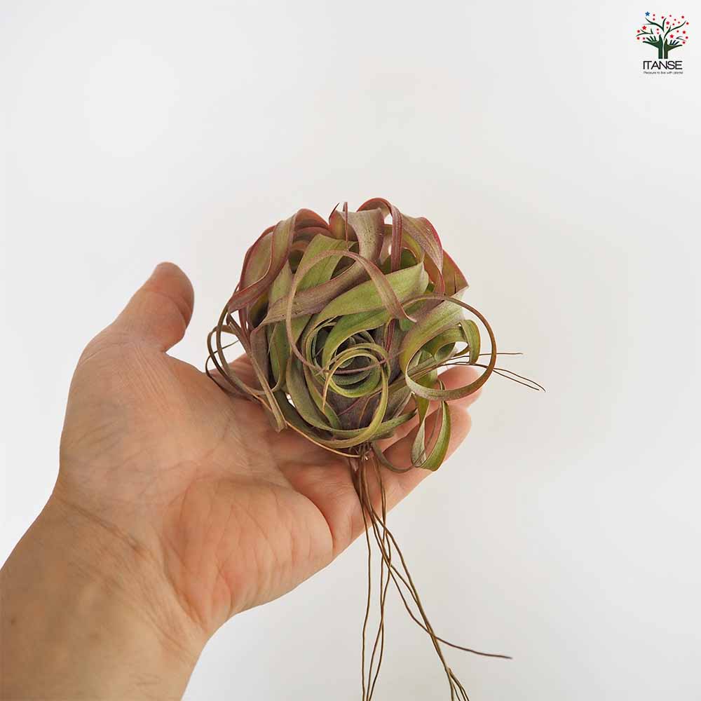 チランジア エリックノブロック 【エアプランツ ／1個売り】｜ 【植物
