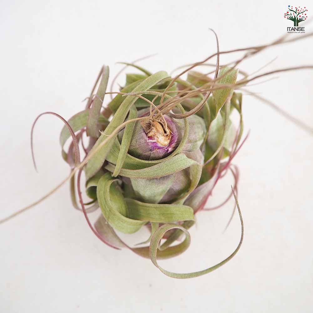 チランジア エリックノブロック 【エアプランツ ／1個売り】｜ 【植物