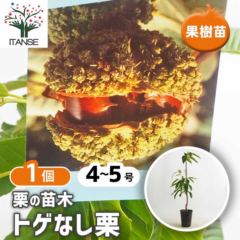 栗の苗木 とげなし栗 【果樹の苗 4～5号／1個売り】｜ 【植物の