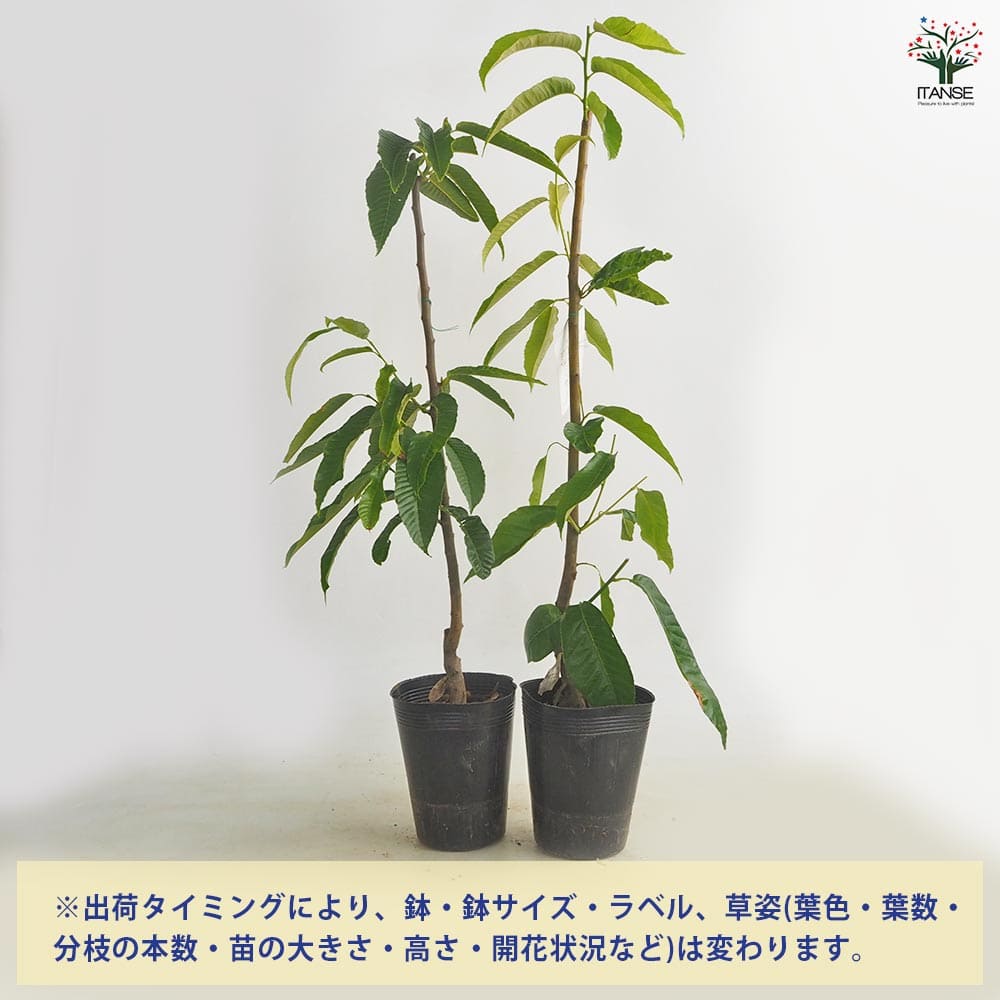 栗の苗木 とげなし栗 【果樹の苗 4～5号／1個売り】｜ 【植物の