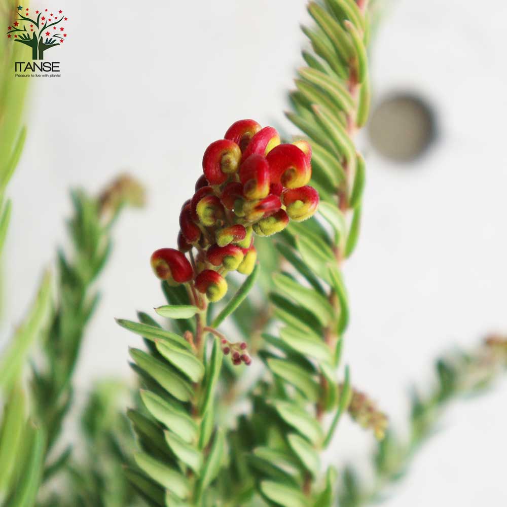 グレビレア・ファイヤーワークス 【庭木 5号鉢／1個売り】｜ 【植物の