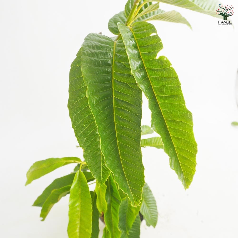 栗の苗木 とげなし栗 【果樹の苗 4～5号／1個売り】｜ 【植物の