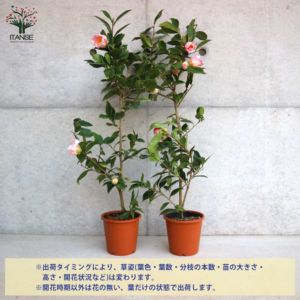 椿(ツバキ)の苗木 品種：弁天西王母(ベンテンセイオウボ)【庭木 5号鉢