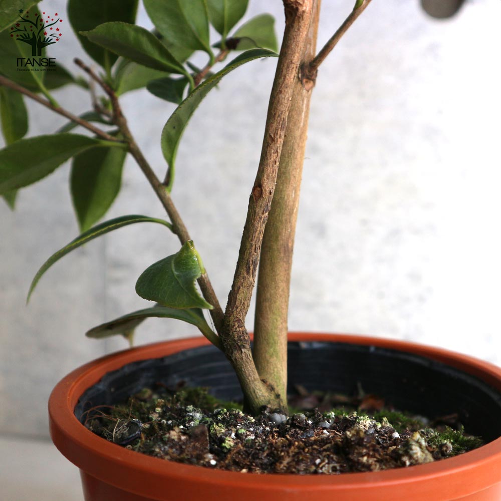 椿(ツバキ)の苗木 品種：弁天西王母(ベンテンセイオウボ)【庭木 5号鉢