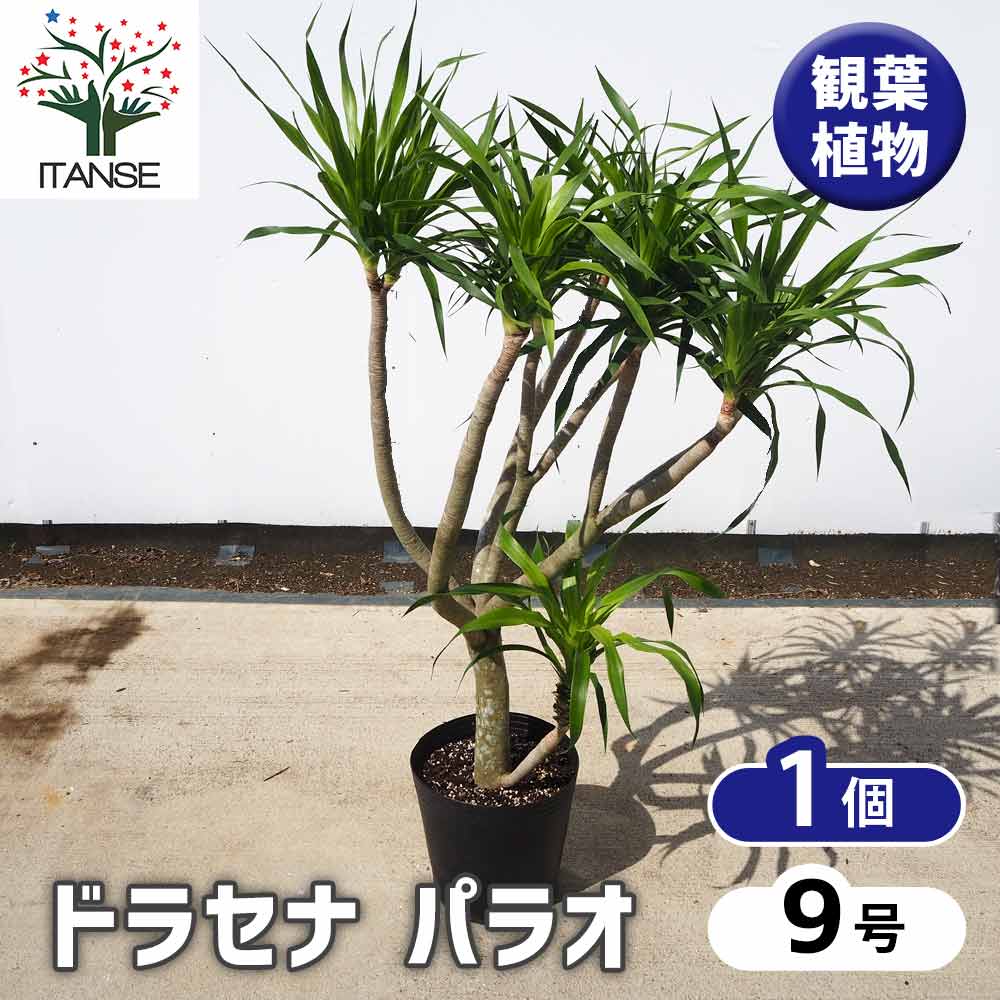 ドラセナ パラオ 【 観葉植物 9号 ／1個売り 】｜ 【植物の