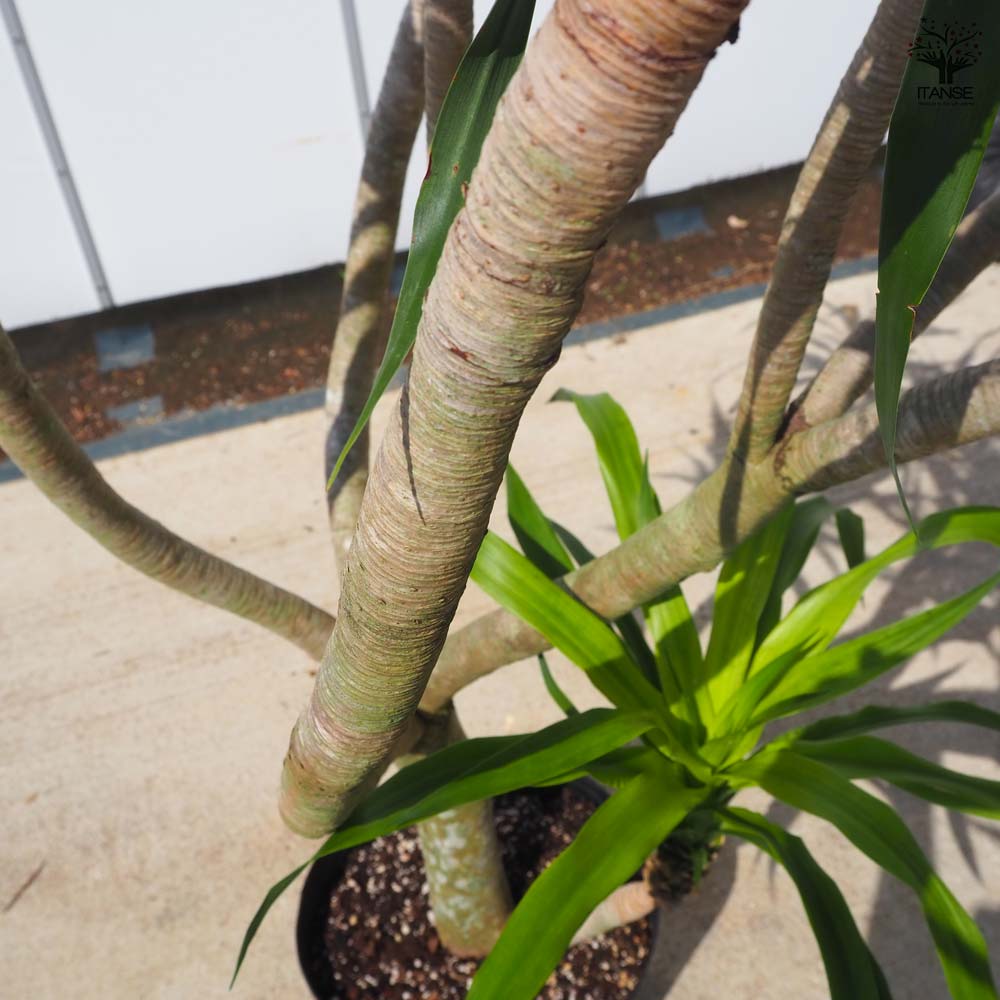 ドラセナ パラオ 【 観葉植物 9号 ／1個売り 】｜ 【植物の