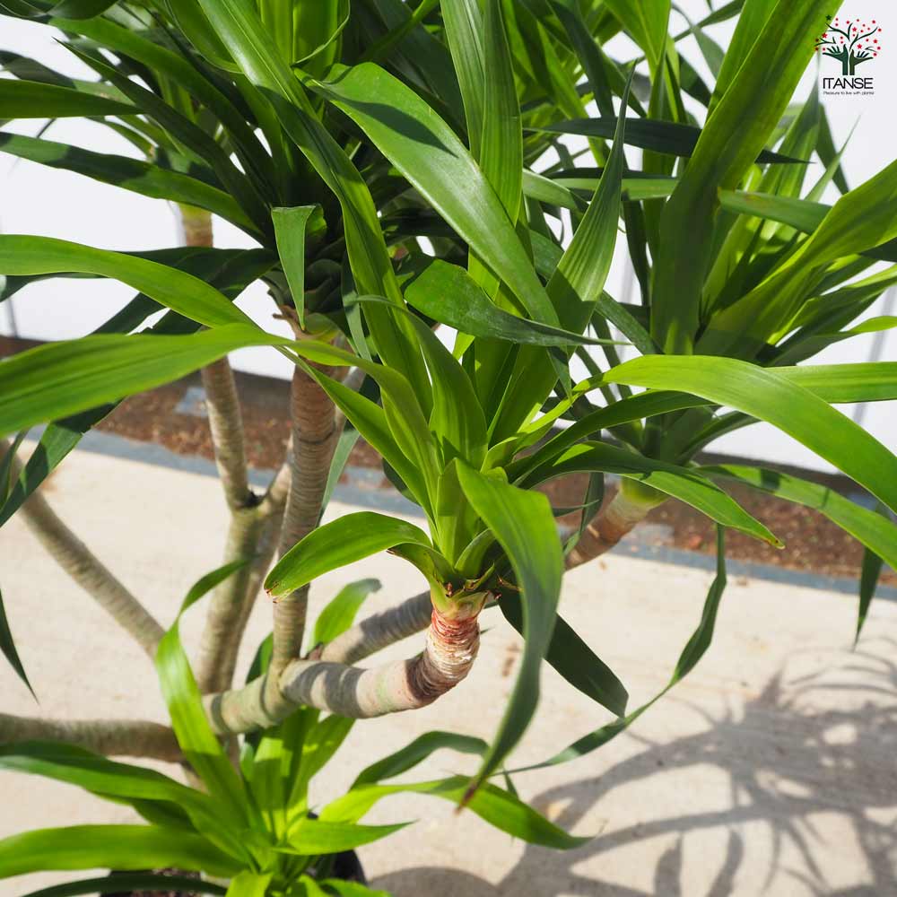 ドラセナ パラオ 【 観葉植物 9号 ／1個売り 】｜ 【植物の
