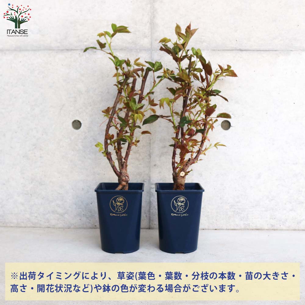 ロイヤルサンセット　超大苗（4年生苗）　つる薔薇 四季咲き性つる薔薇 ロイヤルサンセット【花苗 5号角鉢新苗／1個