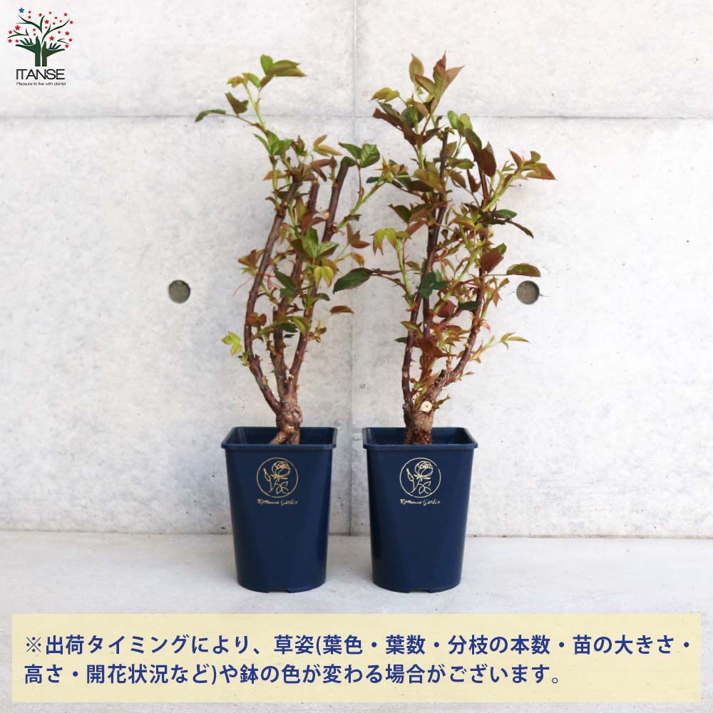 四季咲き性つる薔薇 ロイヤルサンセット【花苗 5号角鉢新苗／1個売り】