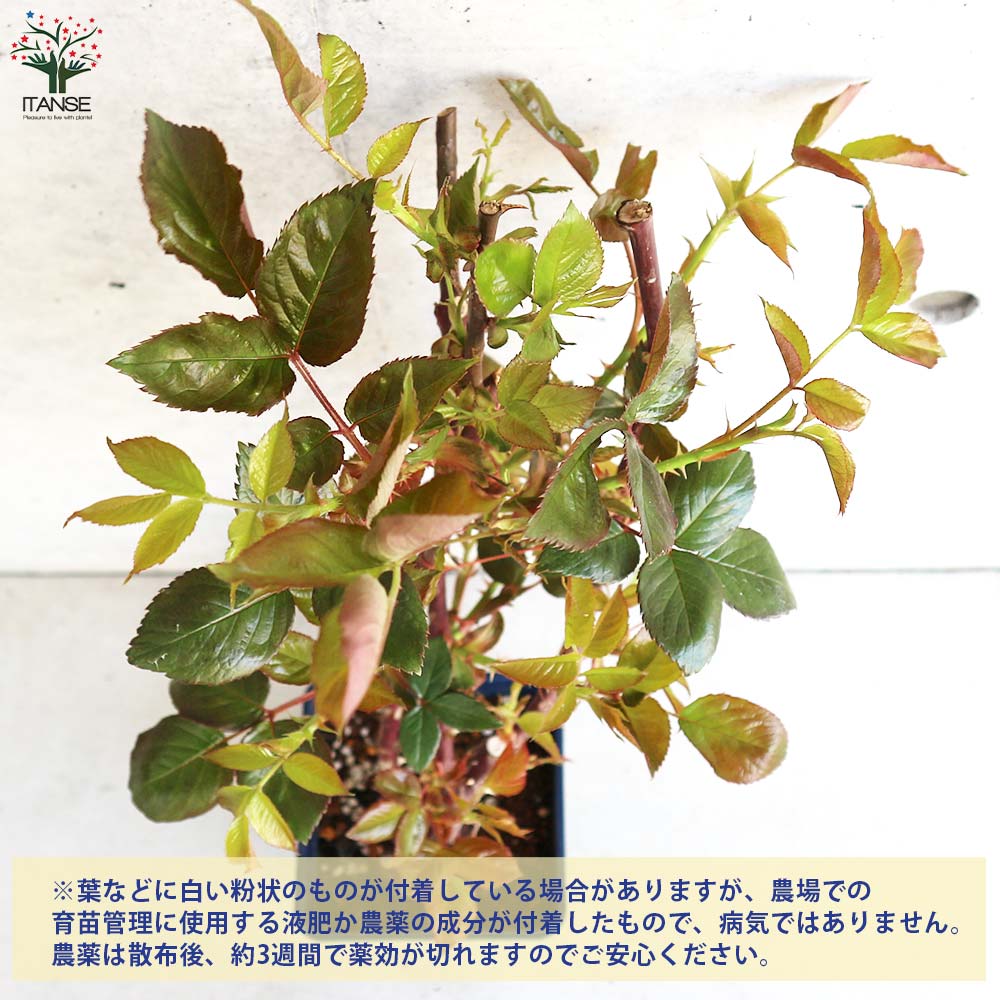 四季咲き性つる薔薇 ロイヤルサンセット【花苗 5号角鉢新苗／1個