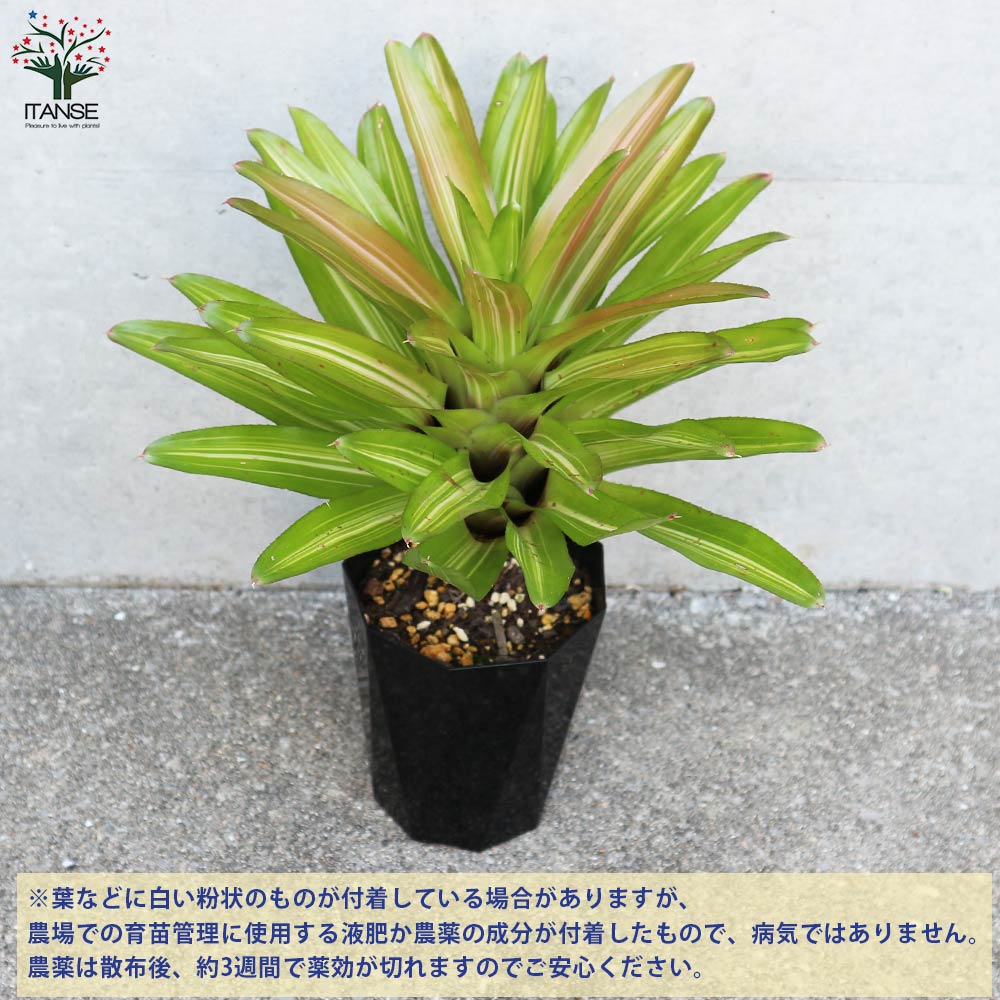 ネオレゲリア インフィニティ 斑入り【観葉植物 4号鉢／1個売り