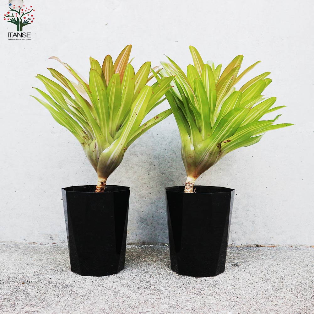 その他観葉植物 nori fit=scale-down,w=1200