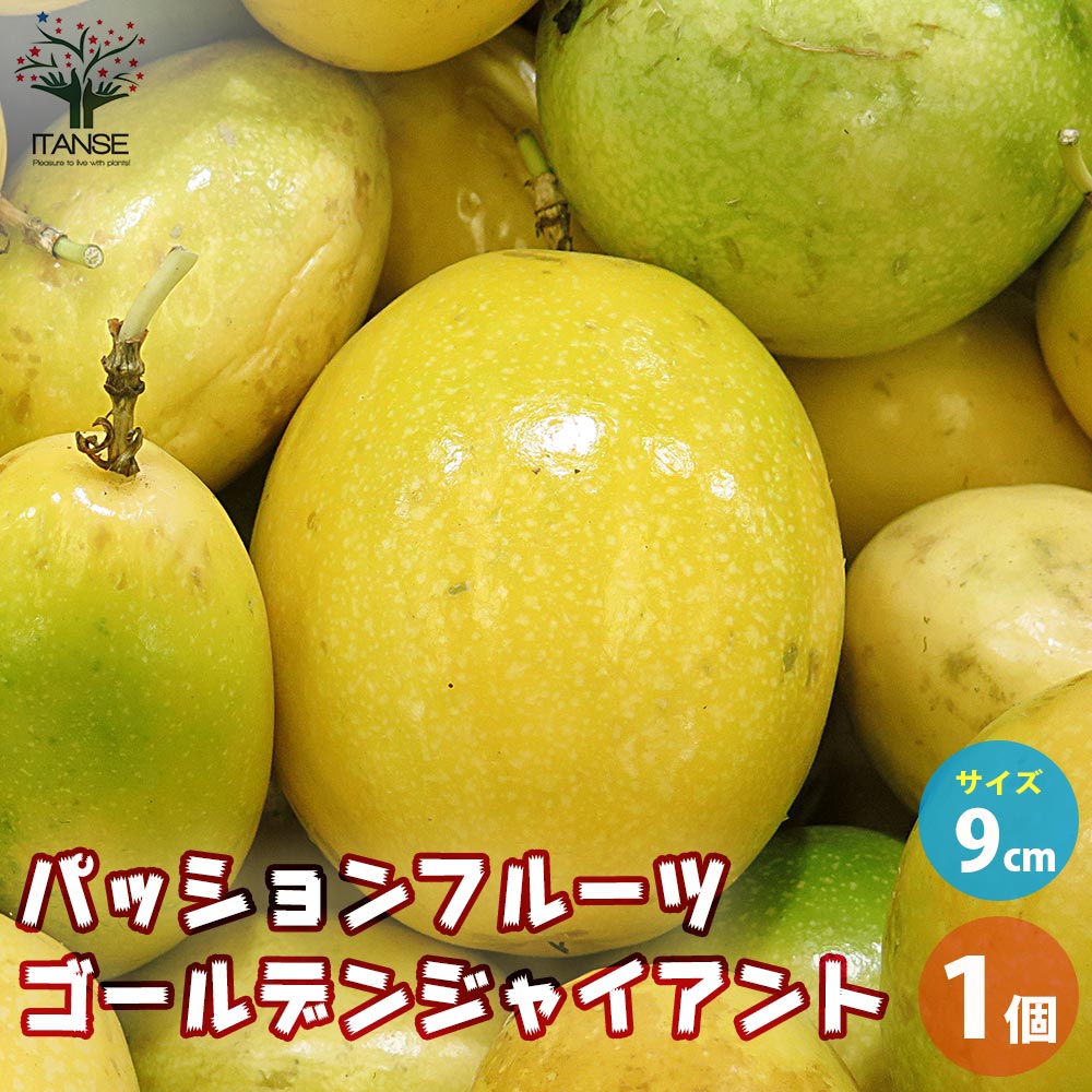 パッションフルーツ ゴールデンジャイアント