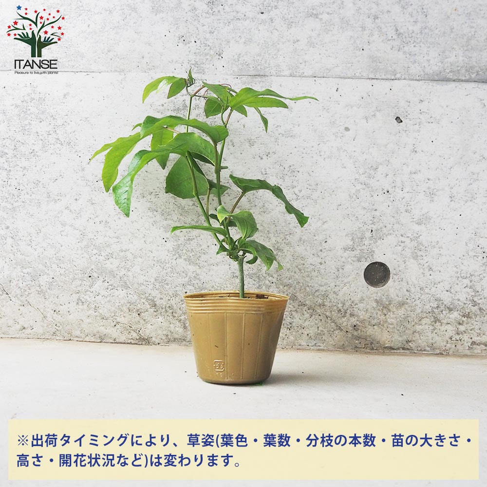 パッションフルーツの苗問い合わせ パッションフルーツ 黄色系 ミズレモン 苗 販売 苗木部 By 花