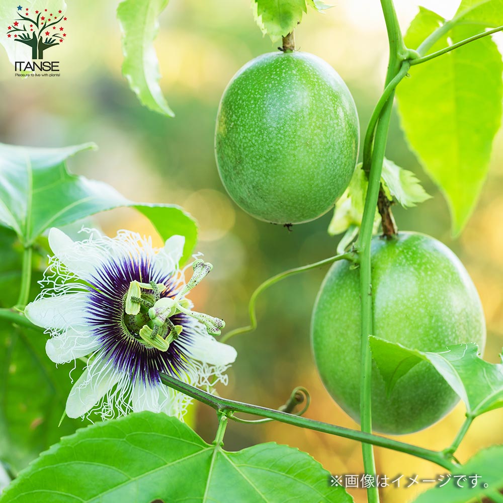 パッションフルーツ ゴールデンジャイアント【果樹の苗 9cmポット／1個