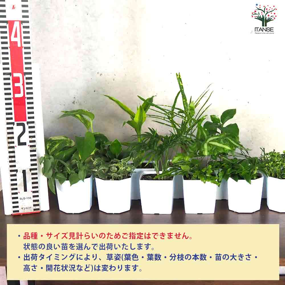 ミニ観葉植物ディスプレイ&生育棚 自動水やり器付き・木製くさびラック