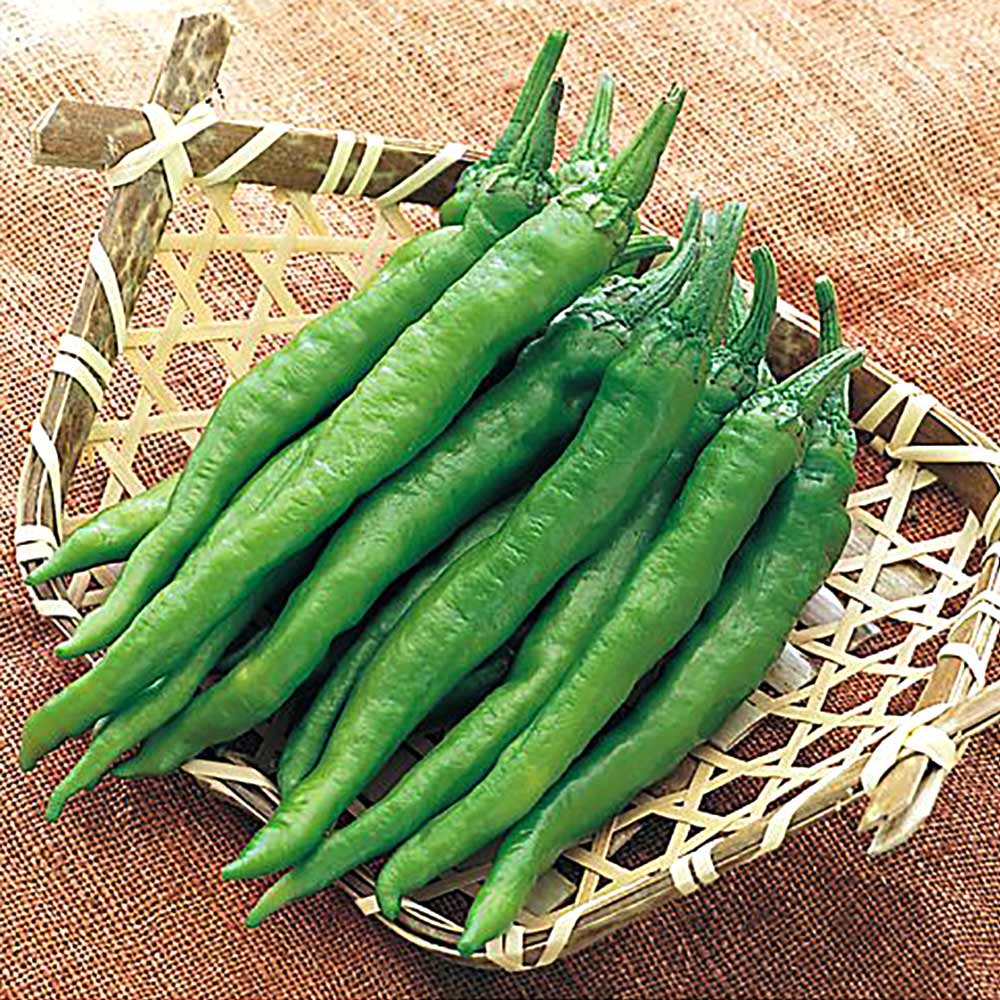 伏見甘長とうがらし 接ぎ木苗2個~【野菜 接木苗9cmポット】