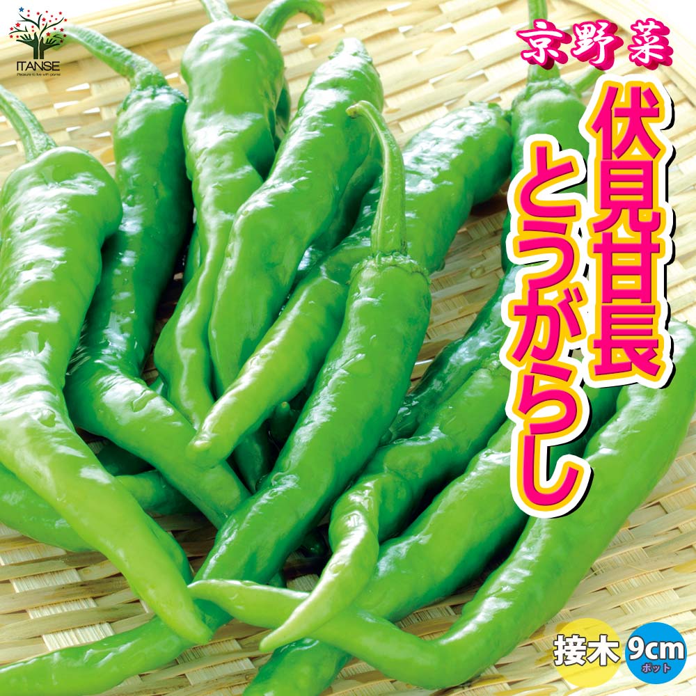 伏見甘長とうがらし 接ぎ木苗2個~【野菜 接木苗9cmポット】