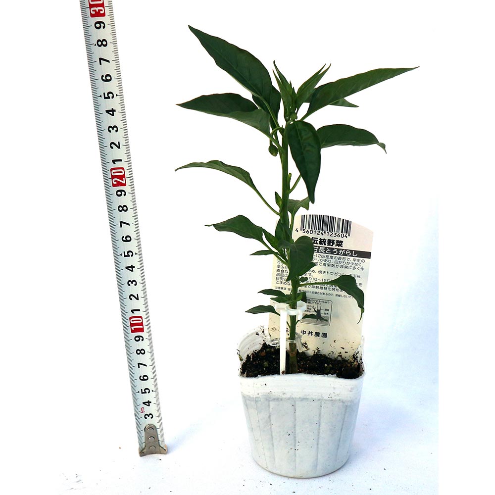 伏見甘長とうがらし 接ぎ木苗2個~【野菜 接木苗9cmポット】