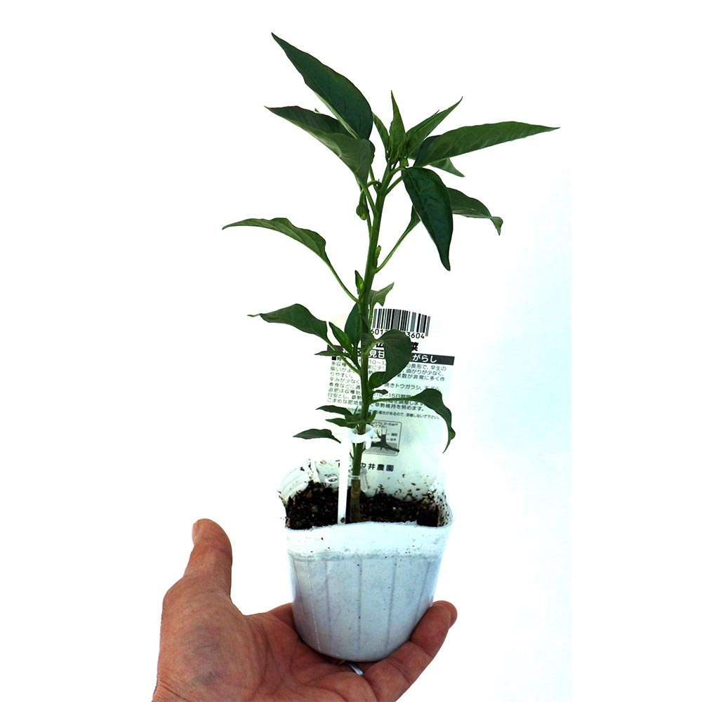 伏見甘長とうがらし 接ぎ木苗2個~【野菜 接木苗9cmポット】