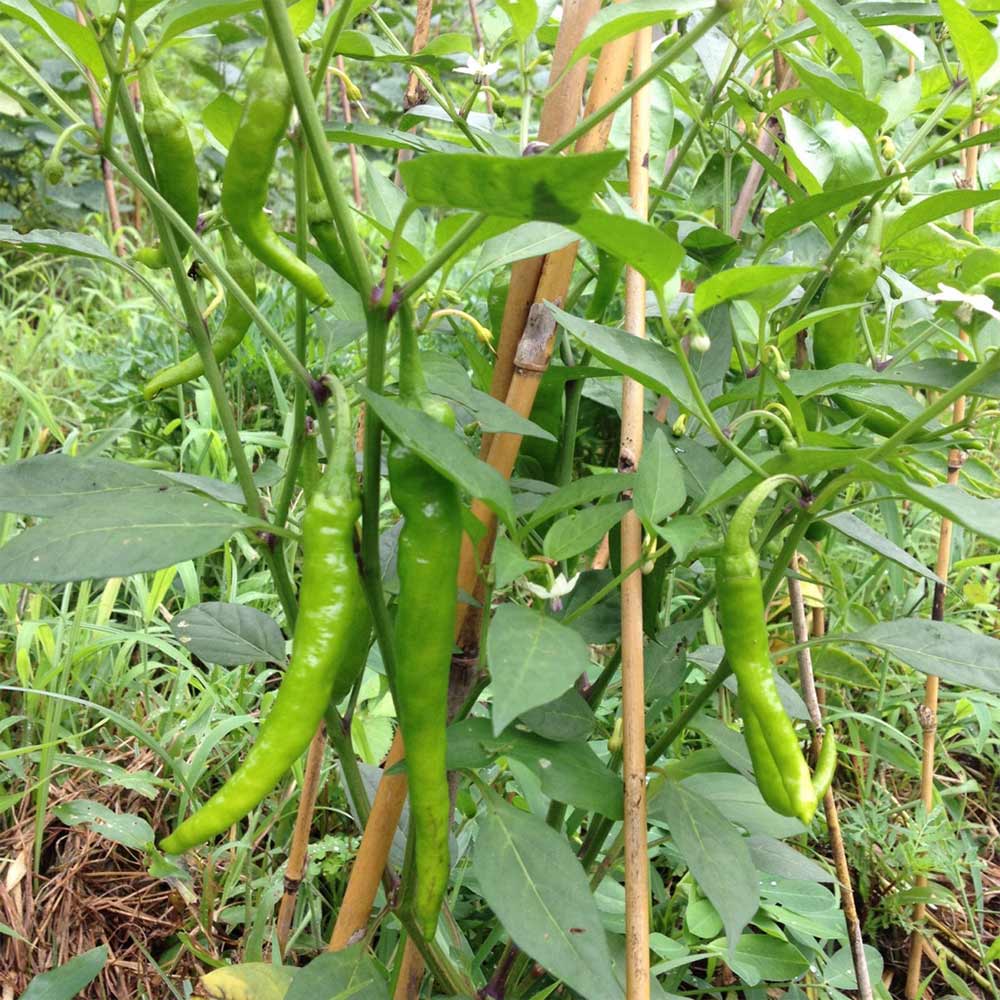 伏見甘長とうがらし 接ぎ木苗2個~【野菜 接木苗9cmポット】