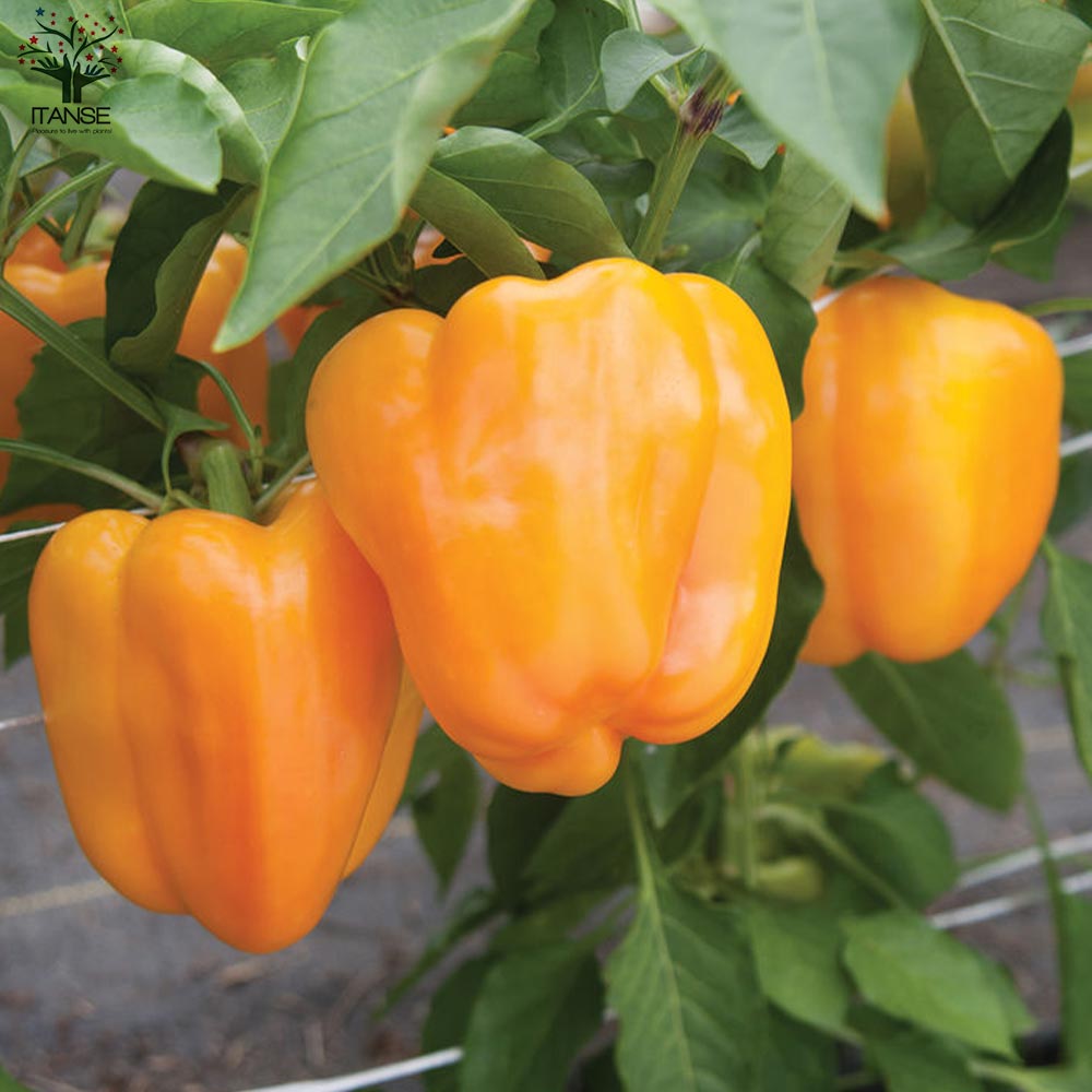 F1パプリカの苗 オレンジ 実付きが良い2個~【野菜の苗 10.5cmポット 自根苗】