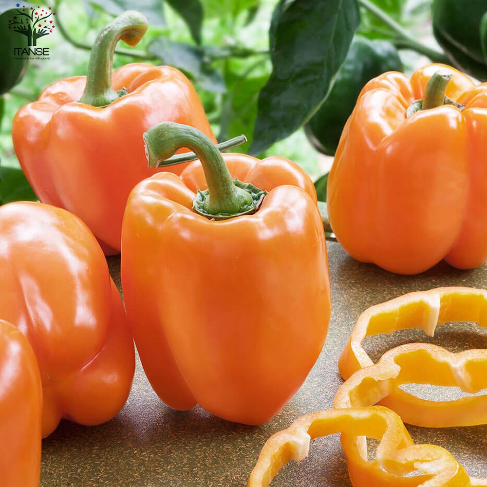 F1パプリカの苗 オレンジ 実付きが良い2個~【野菜の苗 10.5cmポット 自根苗】