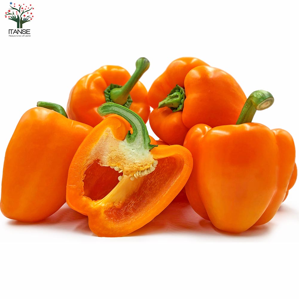 F1パプリカの苗 オレンジ 実付きが良い2個~【野菜の苗 10.5cmポット 自根苗】