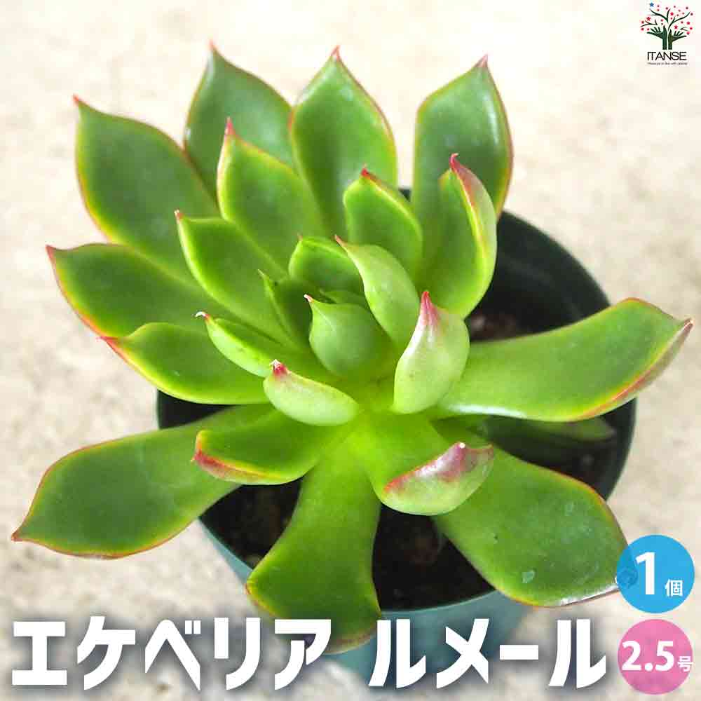 エケベリア ルメール 【多肉植物 2.5号ポット／1個売り】