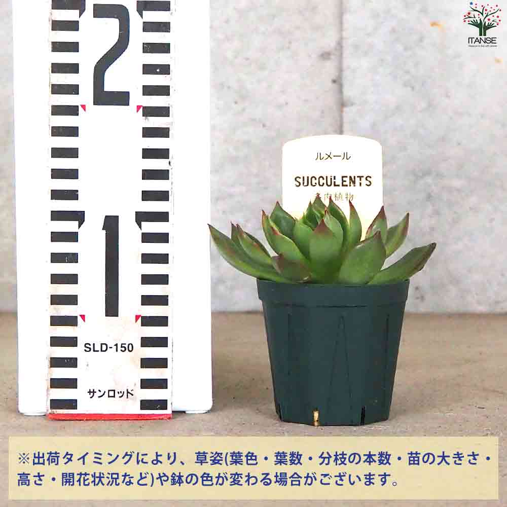 エケベリア ルメール 【多肉植物 2.5号ポット／1個売り】