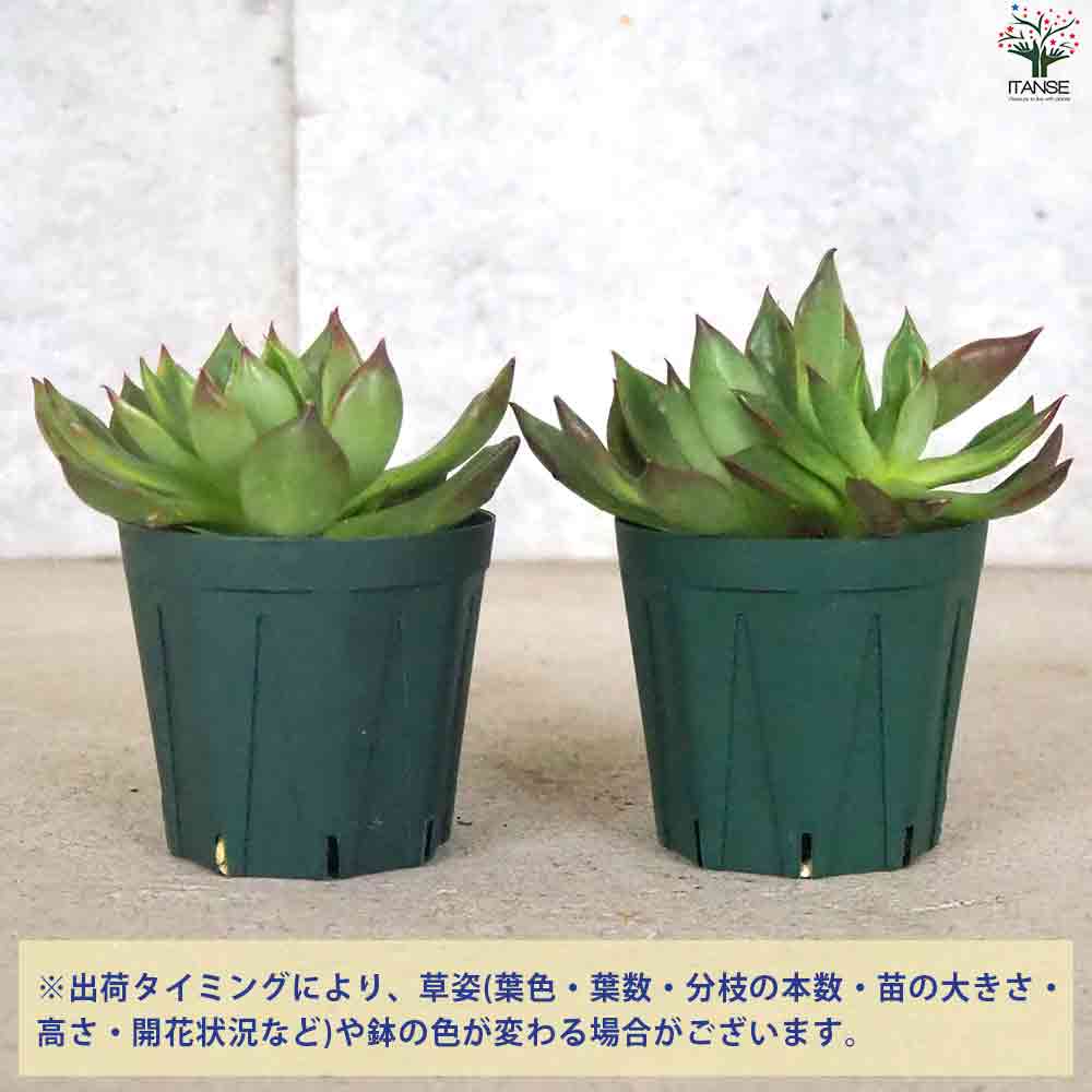 エケベリア ルメール 【多肉植物 2.5号ポット／1個売り】