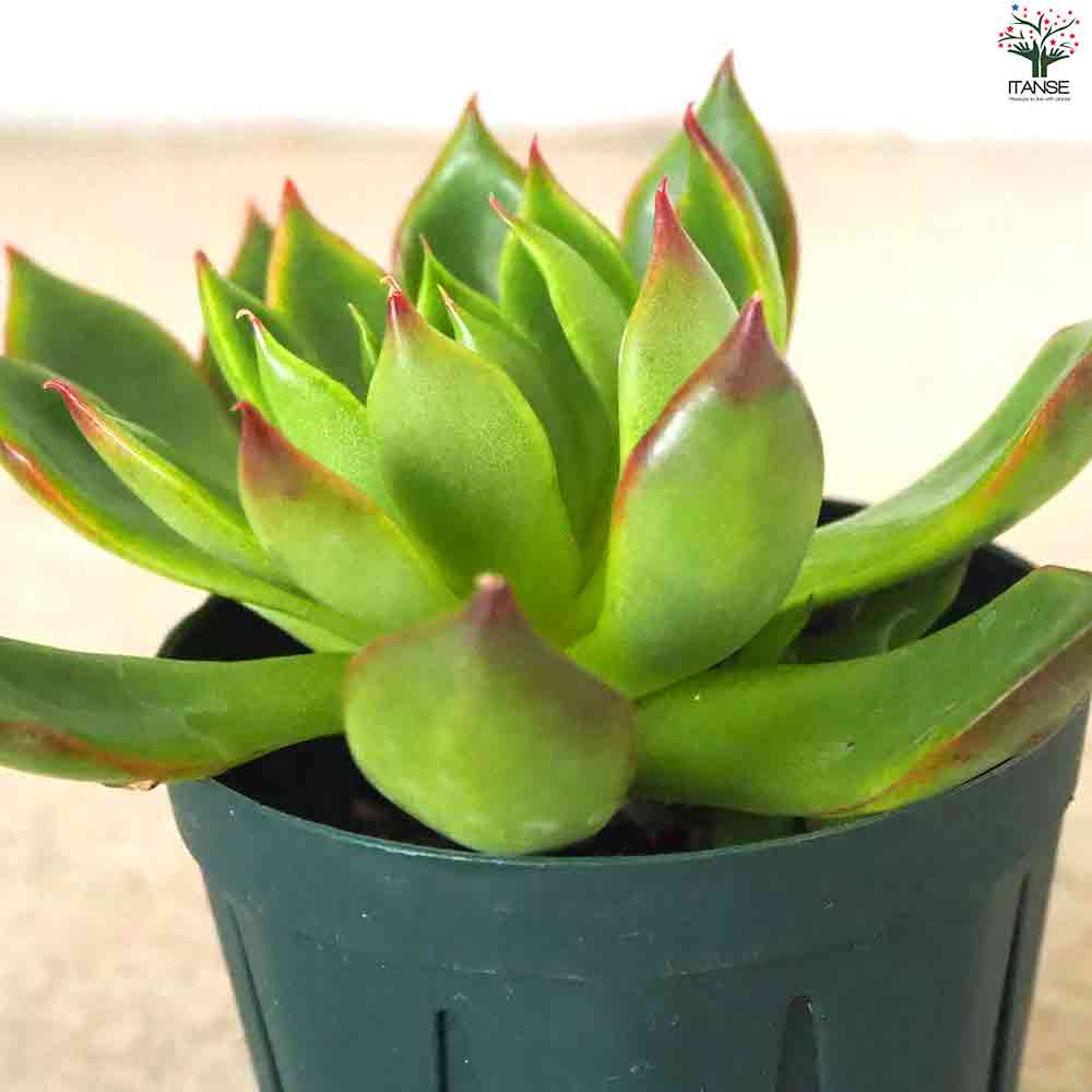 エケベリア ルメール 【多肉植物 2.5号ポット／1個売り】