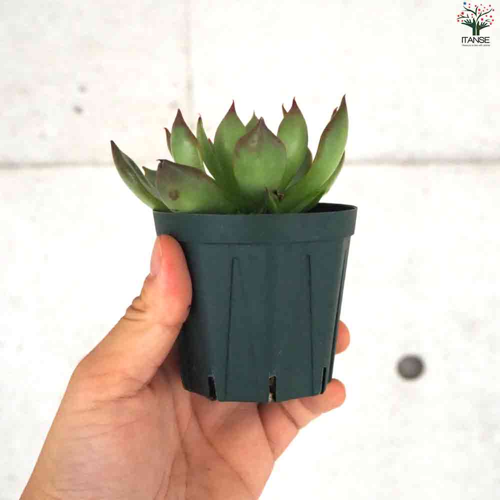 エケベリア ルメール 【多肉植物 2.5号ポット／1個売り】