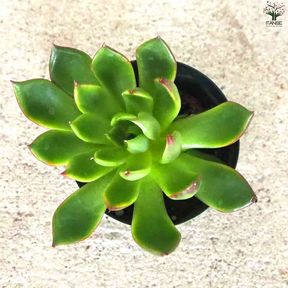 エケベリア ルメール 【多肉植物 2.5号ポット／1個売り】