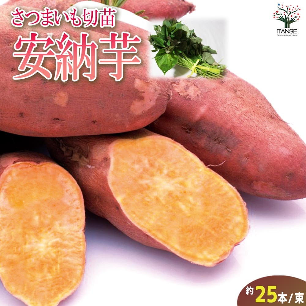 さつまいも切苗 品種：安納芋(あんのういも)【野菜の苗／切苗(約25本
