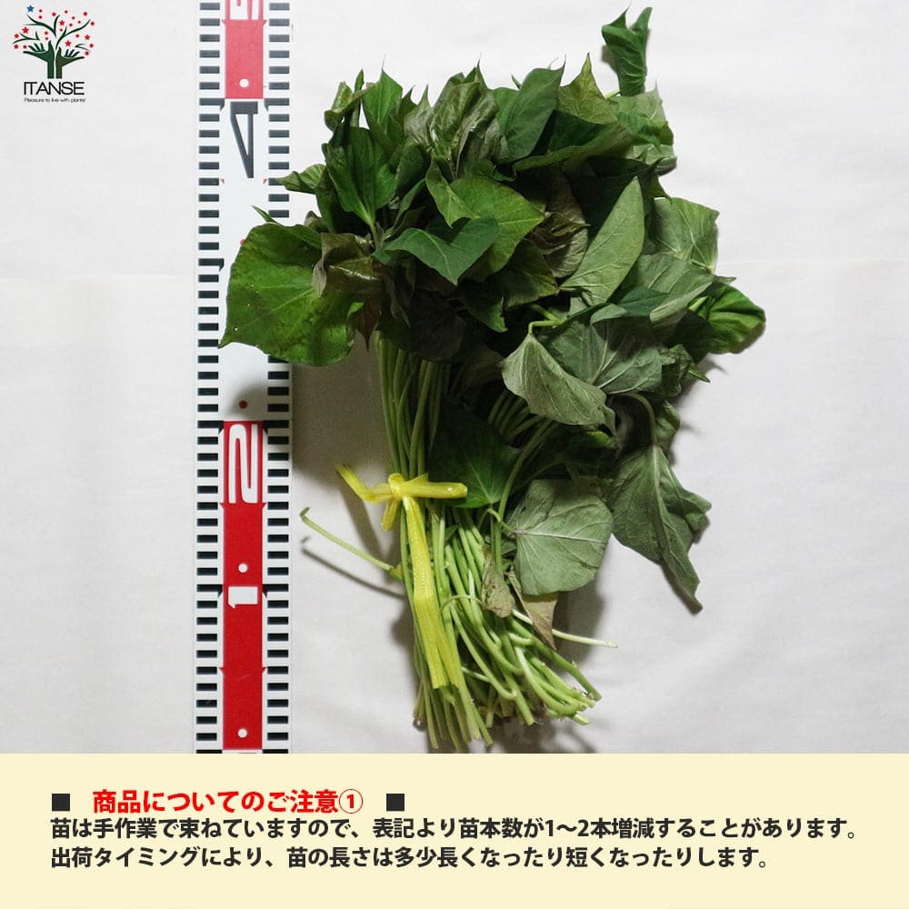 さつまいも切苗 品種:安納芋(あんのういも)【野菜の苗/切苗(約25本/束)】