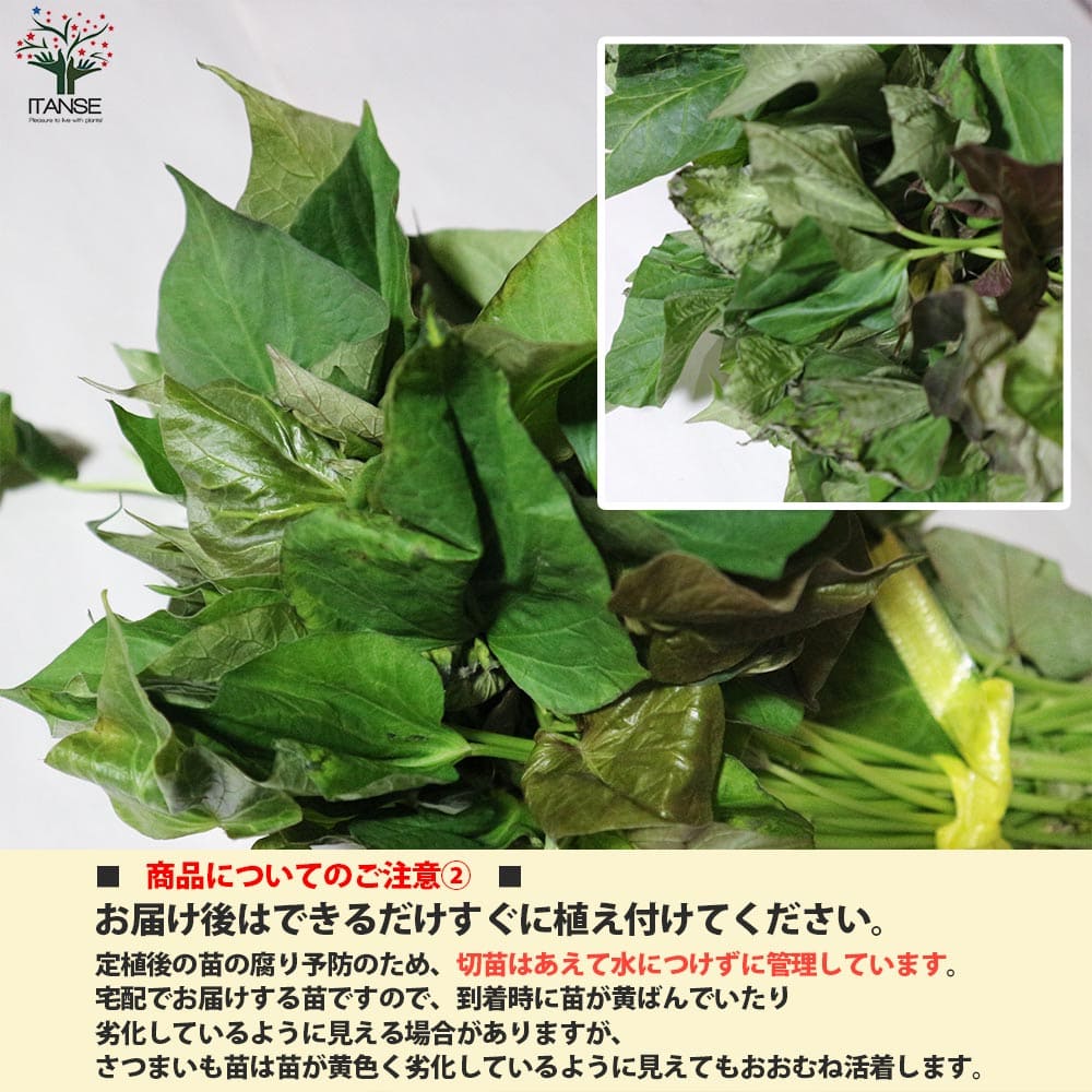 さつまいも切苗 品種：安納芋(あんのういも)【野菜の苗／切苗(約25本/束)】