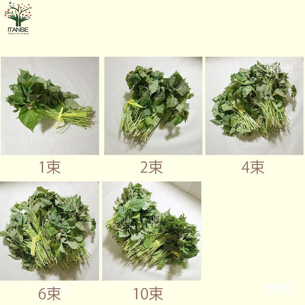 さつまいも切苗 品種:安納芋(あんのういも)【野菜の苗/切苗(約25本/束)】