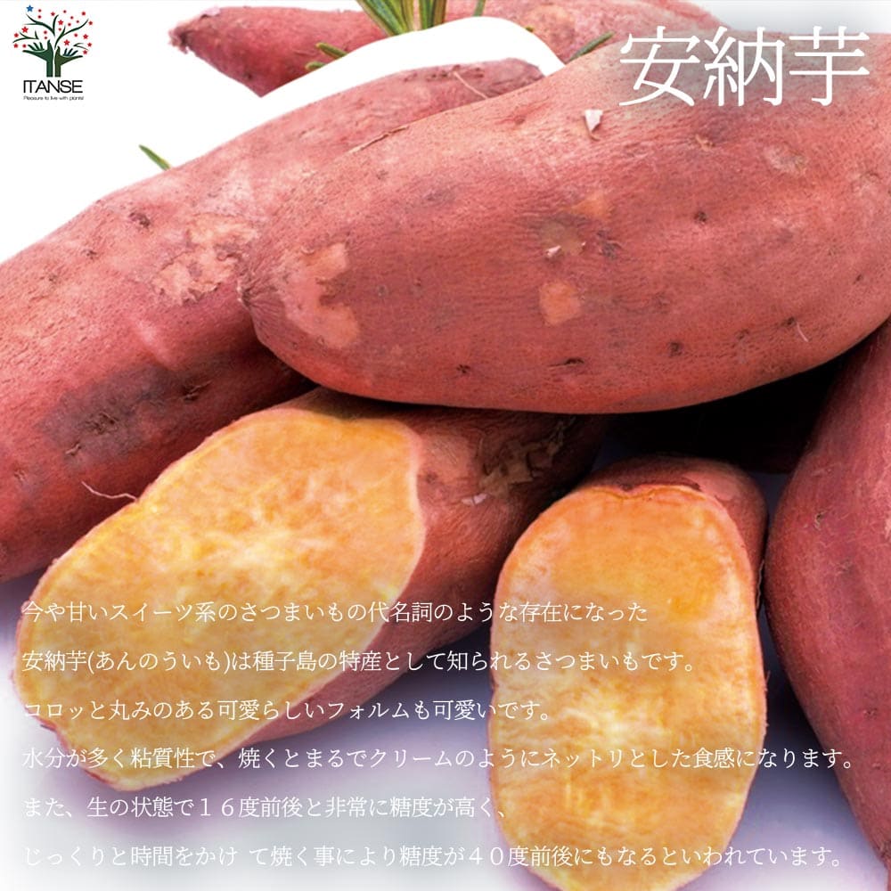 さつまいも切苗 品種:安納芋(あんのういも)【野菜の苗/切苗(約25本/束)】