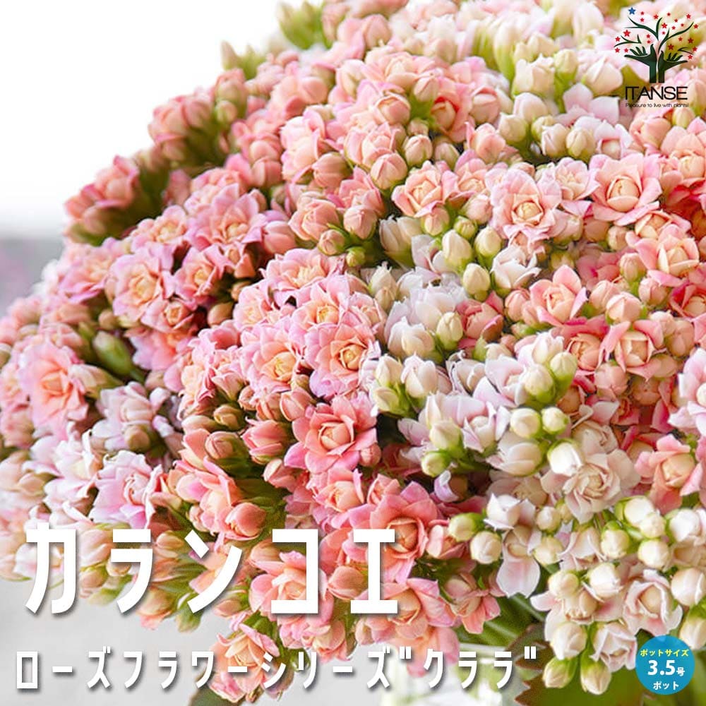 バラ咲きカランコエ・クイーンローズフラワーシリーズ”クララ”【花苗