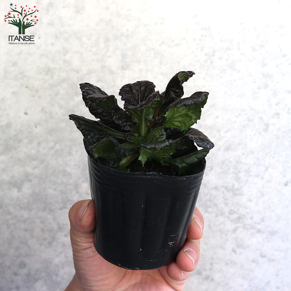 アジュガ ブラックスカルプ(ブラックスカロップ) 【花苗 3号ポット