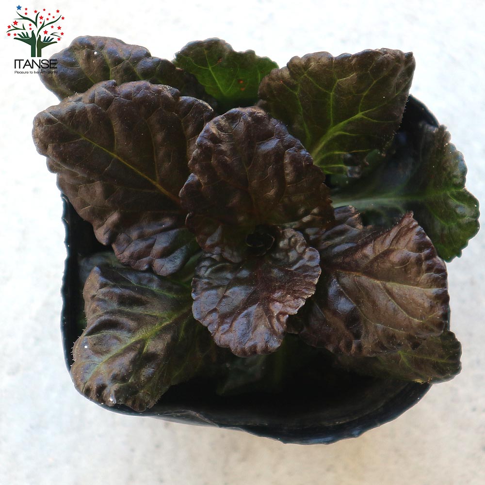 アジュガ ブラックスカルプ(ブラックスカロップ) 【花苗 3号ポット