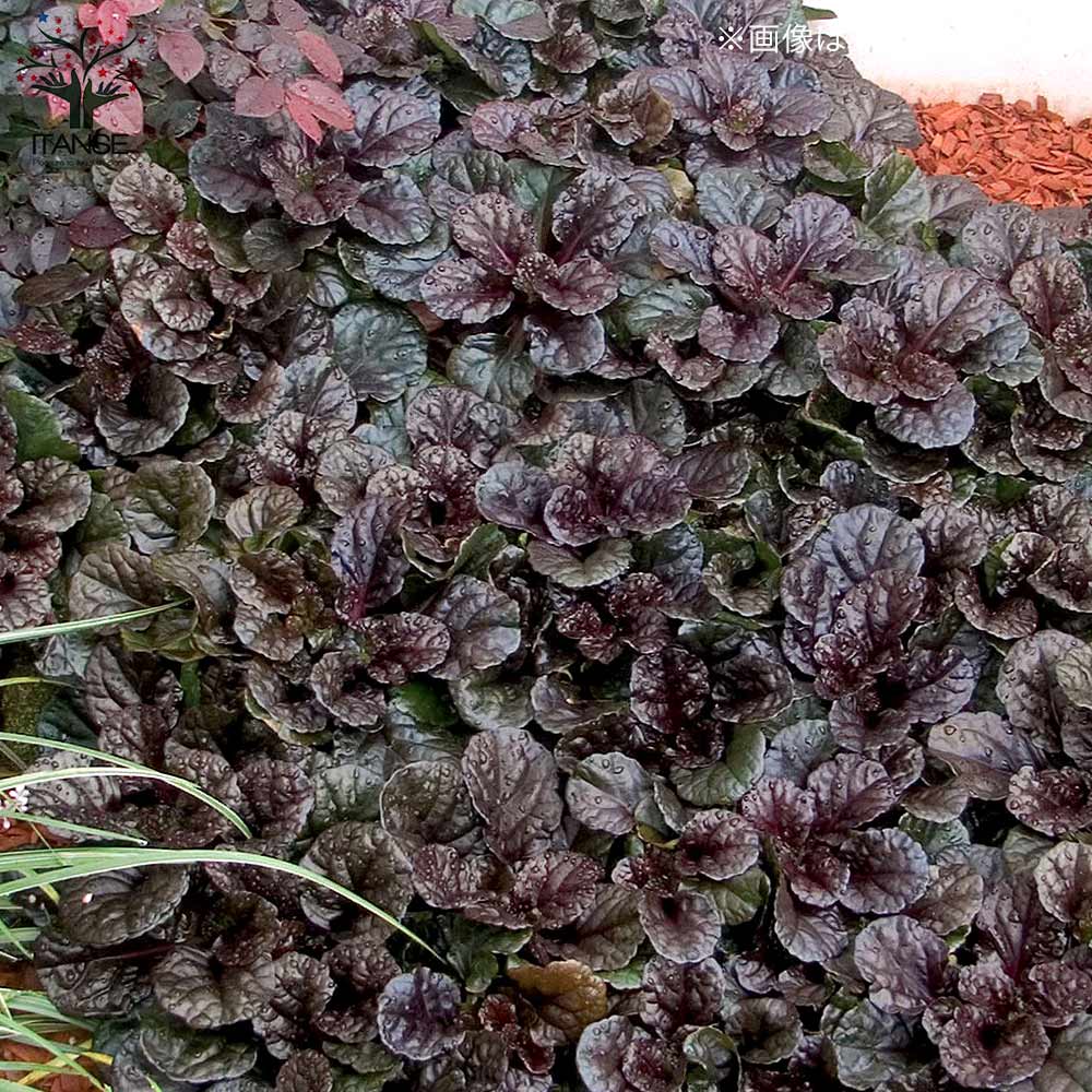 素敵でユニークな アジュガ 3号 【花苗 ブラックスカルプ(ブラックスカロップ) その他観葉植物