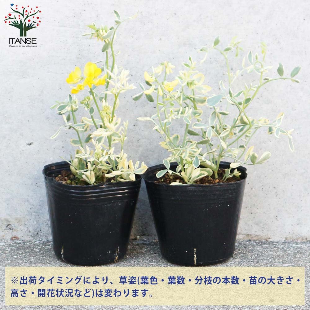 コロニラ バレンティーナ・バリエガータ(斑入りエニシダ)【花苗 3号