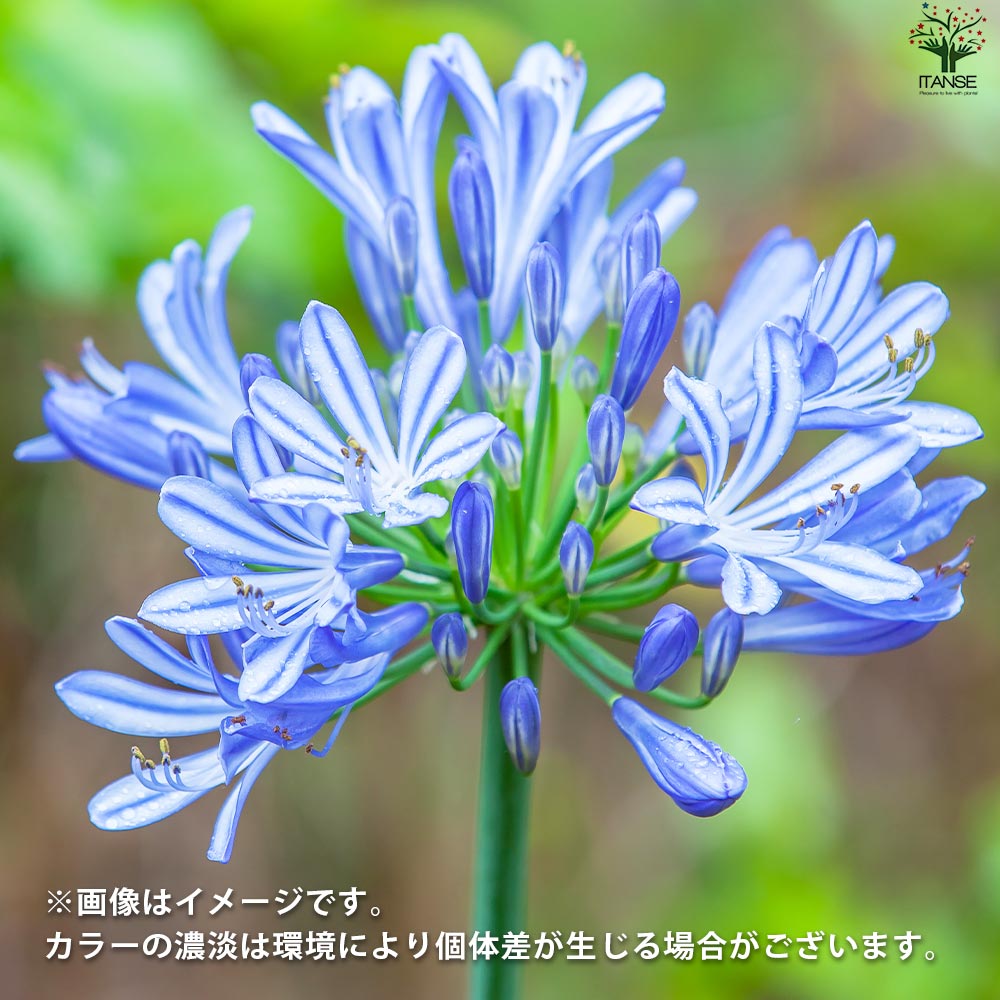 アガパンサス 青花【花苗 3.5号ポット】｜ 【植物のITANSE