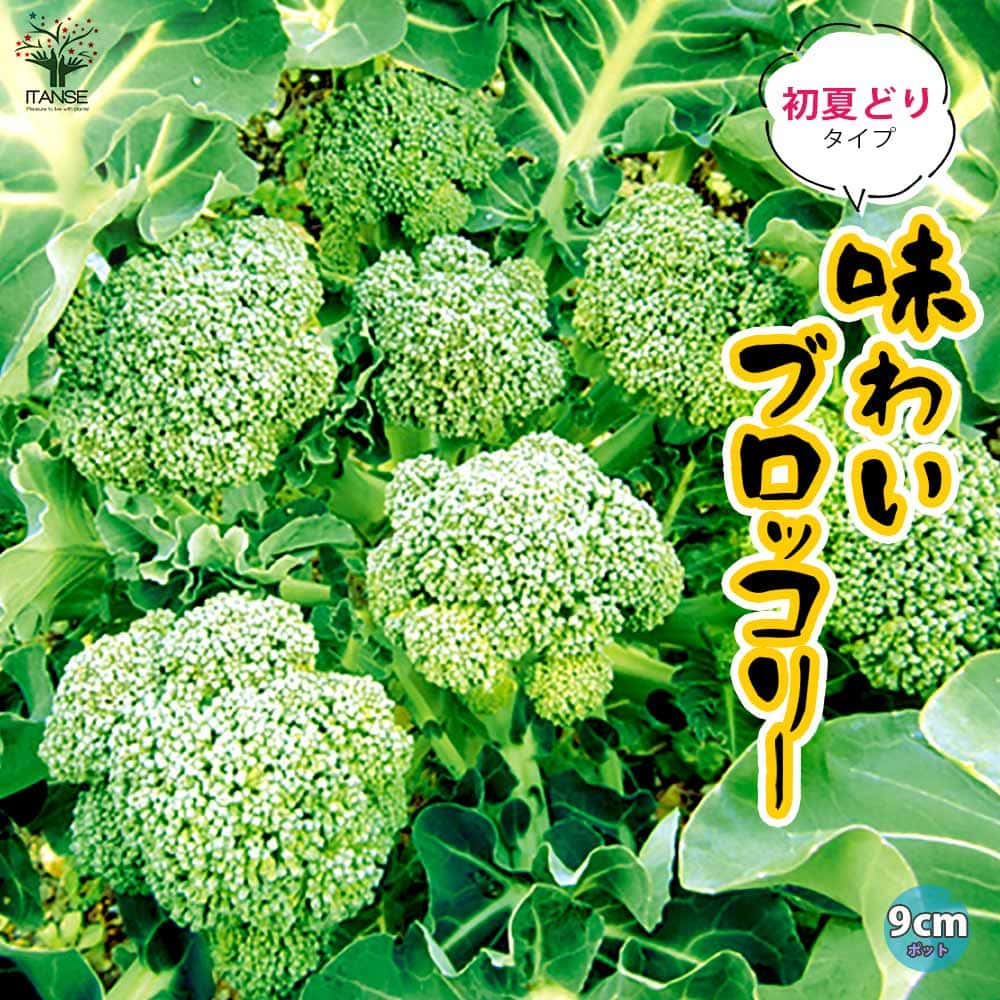 味わいブロッコリーロングラン初夏どりタイプ(多収穫、長期間収穫できるブロッコリー品種)3個～【野菜苗9cmポット】